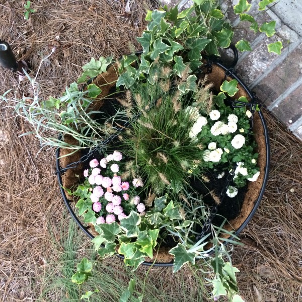 Hanging basket ready to go